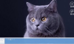 热点爆料蓝猫视频,揭秘网络热点背后的故事